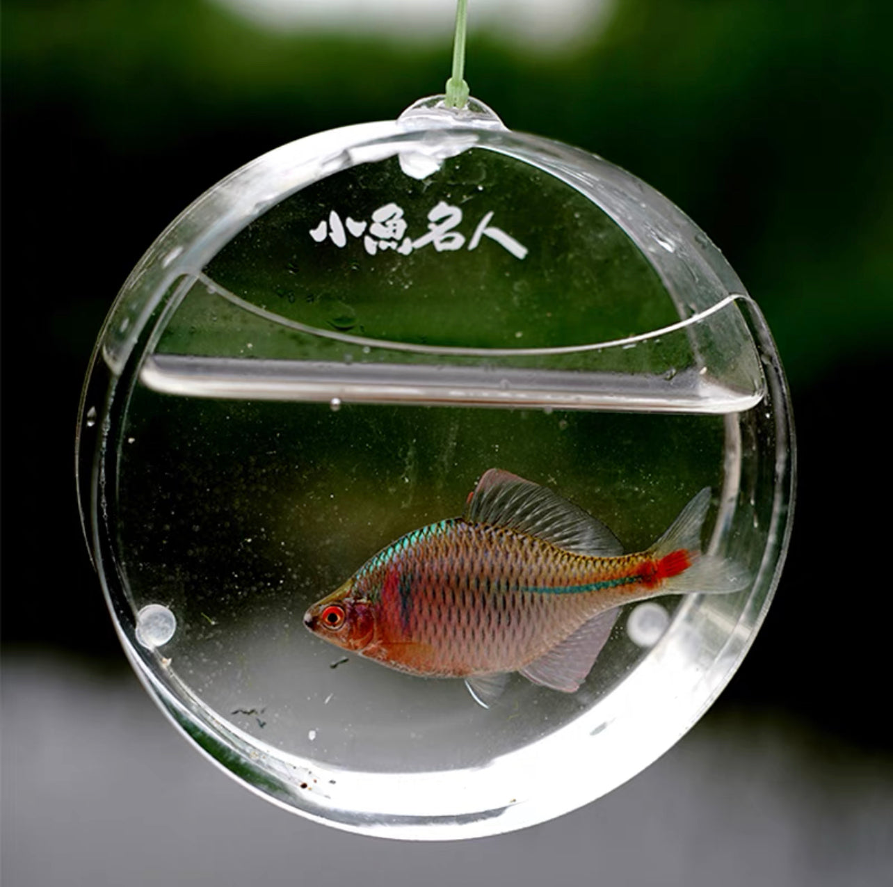 Round Fish Viewing Box