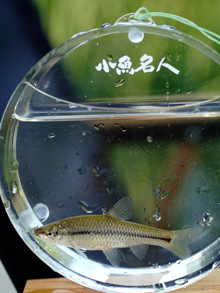 Round Fish Viewing Box