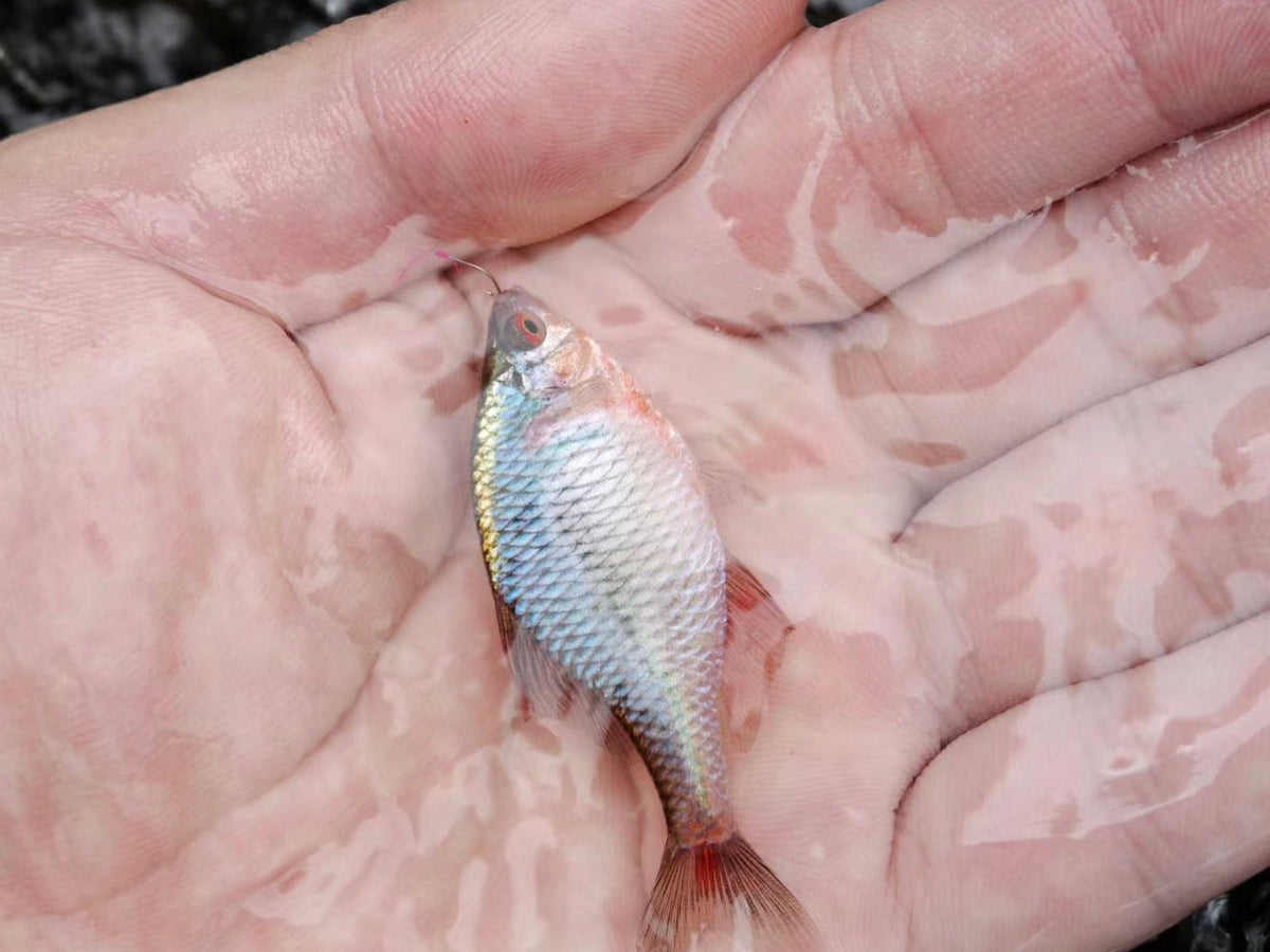 What Is Micro Fishing?