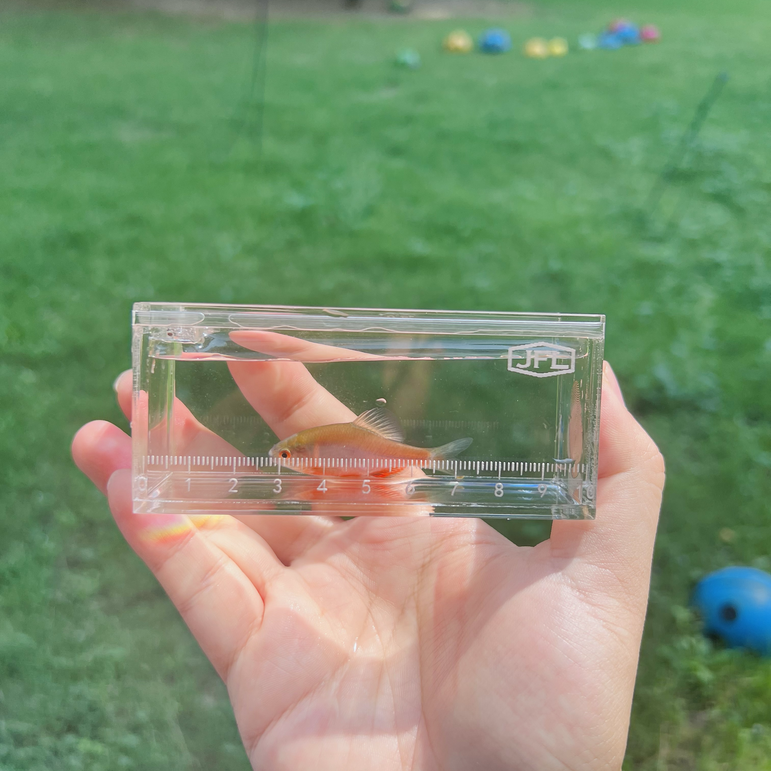 Fish Viewing Box – Ultra-Clear Acrylic with Magnetic Sliding Lid | Transparent / Black Frame / Orange Frame